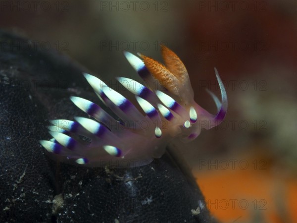 Colourful nudibranch with purple and turquoise stripes, White-tipped Coryphellina, Flame Flabellina (Coryphellina exoptata) (Flabellina exoptata), against a dark background. Dive site Gondol Reef, Gondol, Bali, Indonesia