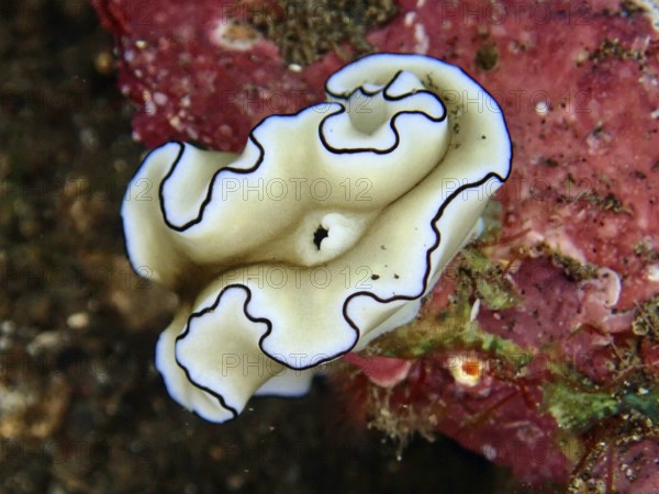 Elegant white sea snail with black edges, Black-margined Glossodoris (Doriprismatica atromarginata), on a red background. Dive site wreck of the USAT Liberty, Tulamben, Bali, Indonesia