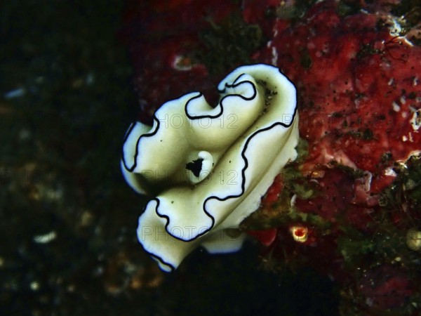 Elegant white snail with black lines, Black-margined Glossodoris (Doriprismatica atromarginata), on red sea sponge. Dive site wreck of the USAT Liberty, Tulamben, Bali, Indonesia