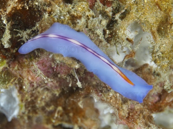 A bright flatworm in shades of blue and orange, Pseudoceros bifurcus, on the seabed. Dive site Napoleon, Permuteran, Bali, Indonesia