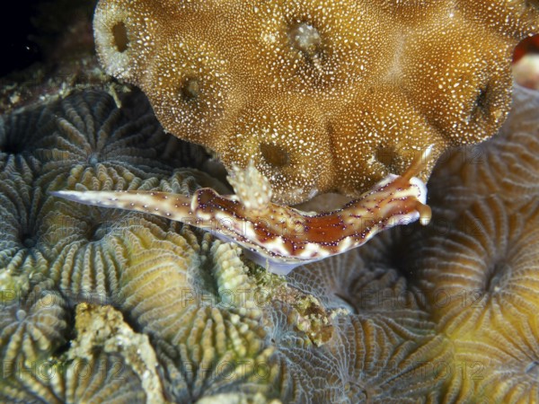 Striped sea snail, volcanic star snail (Hypselodoris krakatoa), crawls over complex coral structures. Dive site Twin Reef, Penyapangan, Bali, Indonesia