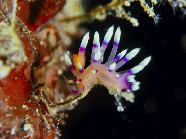 Colourful sea snail with purple tentacles, White-tipped Coryphellina, Flame Flabellina (Coryphellina exoptata) (Flabellina exoptata), in dark surroundings. Dive site Prapat, Penyapangan, Bali, Indonesia