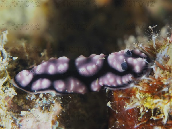 Delicate pink spotted nudibranch, pustule warty snail (Phyllidiella pustulosa), warty snail, on marine bottom vegetation.dive site Pidada, Penyapangan, Bali, Indonesia