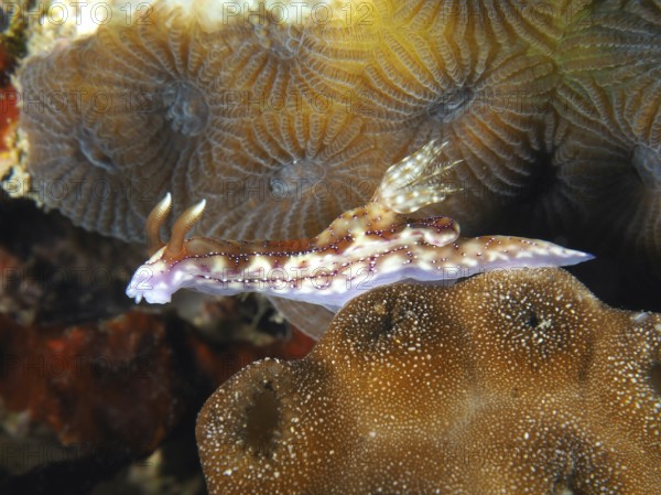 Purple-brown sea snail, volcanic star snail (Hypselodoris krakatoa), crawling over a brown coral. Dive site Twin Reef, Penyapangan, Bali, Indonesia