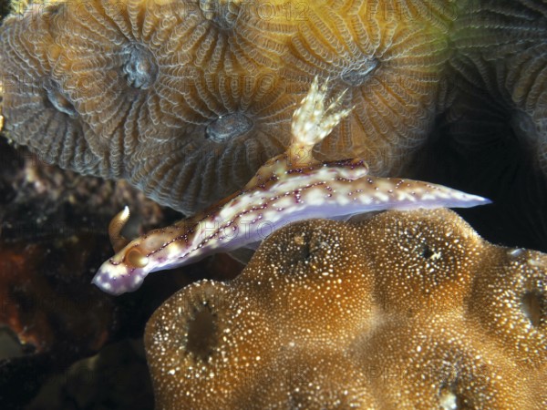 Purple-brown snail, volcanic star snail (Hypselodoris krakatoa), climbs over orange-coloured coral structures. Dive site Twin Reef, Penyapangan, Bali, Indonesia