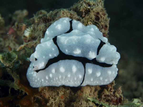 Tuberous white warty snail with black lines, Shireen's Phyllidiopsis (Phyllidiopsis shireenae), on a reef. Dive site Prapat, Penyapangan, Bali, Indonesia