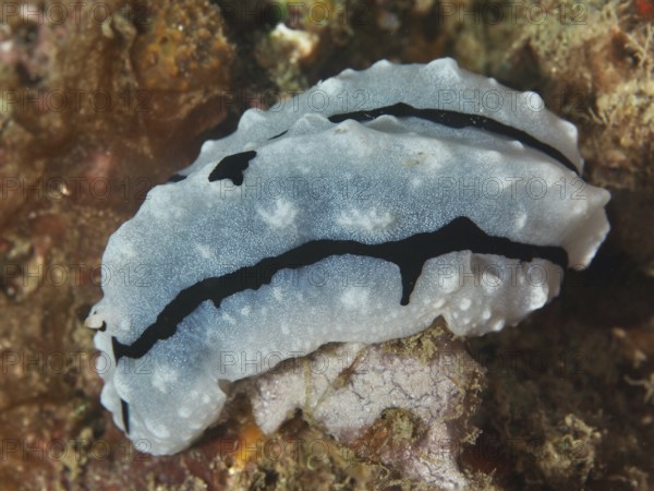 White-grey nudibranch with black patterns, Rudman's Phylidiella (Phyllidiella rudmani), resting on an algae-rich surface. Dive site Napoleon, Permuteran, Bali, Indonesia