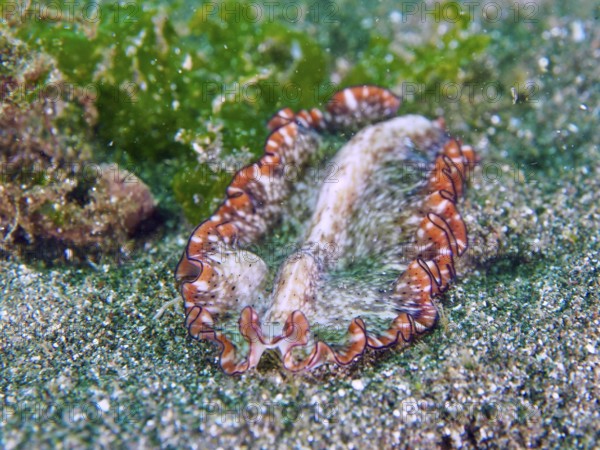 A wavy flatworm, red-brown whirlpool worm (Pseudoceros), on a sandy bottom with nearby algae. Dive site Secret Bay, Gilimanuk, Bali, Indonesia