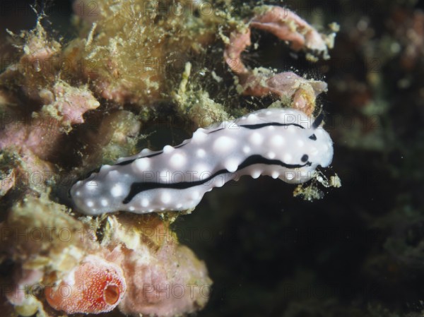 A black and white patterned nudibranch, Rudman's Phylidiella (Phyllidiella rudmani), on a reef. Dive site Prapat, Penyapangan, Bali, Indonesia