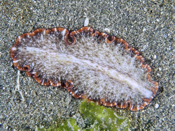 Light-coloured, wave-shaped flatworm with orange wavy edges, reddish-brown swirl worm (Pseudoceros) lying on a sandy bottom. Dive site Secret Bay, Gilimanuk, Bali, Indonesia
