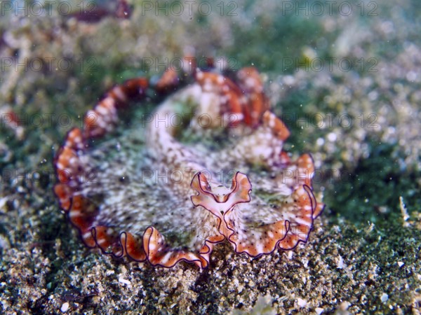 A wavy, grey-brown flatworm with red edges, red-brown swirl worm (Pseudoceros), on a sandy substrate in the sea. Dive site Secret Bay, Gilimanuk, Bali, Indonesia