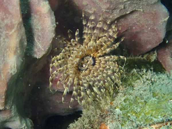 A beige-transparent feather worm, tube worm (Sabellastarte), with a symmetrical pattern. Dive site Prapat, Penyapangan, Bali, Indonesia