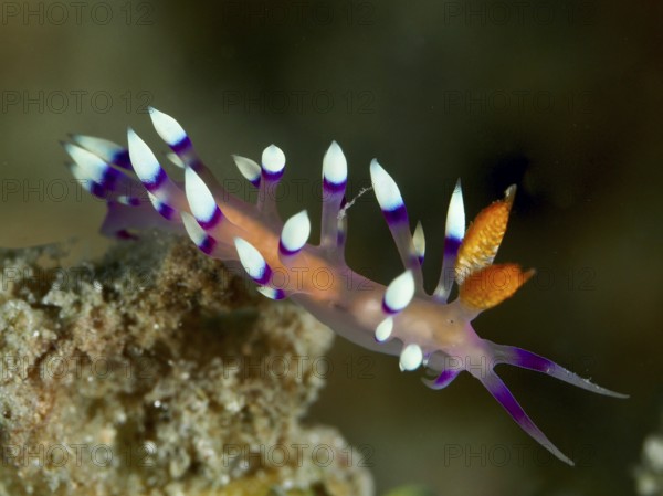 Live nudibranch with striking purple and white colours, White-tipped Coryphellina, Flabellina exoptata (Coryphellina exoptata), on a coral reef. Dive site Spice Reef, Penyapangan, Bali, Indonesia