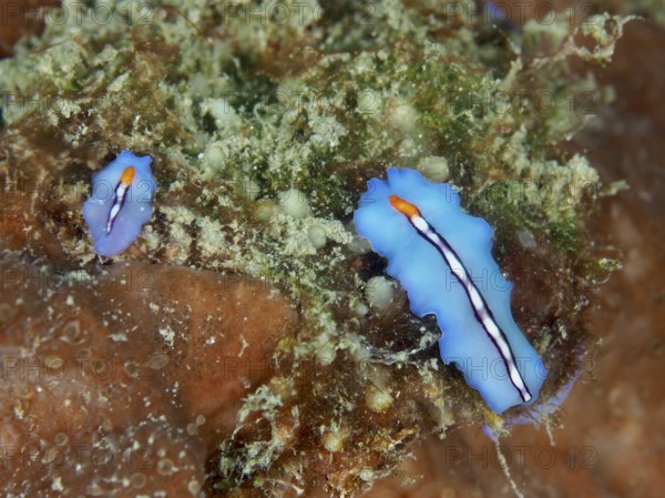 Bright blue-orange flatworms, racing stripe whirlpool worm (Pseudoceros bifurcus), on an algae-covered surface in an underwater environment. Dive site Spice Reef, Penyapangan, Bali, Indonesia