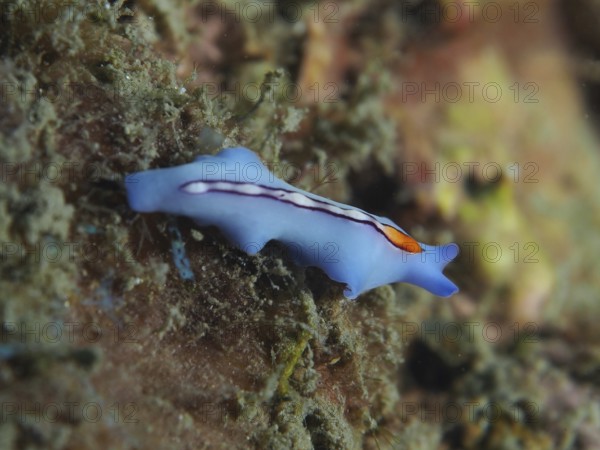 Blue racing stripe whirlpool worm (Pseudoceros bifurcus) with orange accent stripes on underwater landscape. Dive site Twin Reef, Penyapangan, Bali, Indonesia