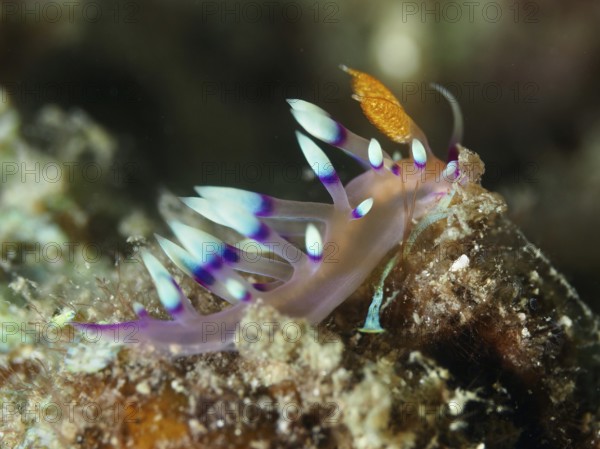 Colourful sea snail with conspicuous tentacles, white-tipped Coryphellina, Flabellina exoptata (Coryphellina exoptata), on rocky ground. Dive site Napoleon, Permuteran, Bali, Indonesia