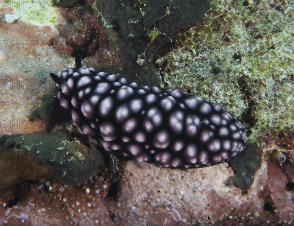 Pink spotted nudibranch, pustular warty snail (Phyllidiella pustulosa), warty snail, on marine vegetation. Dive site Toyapakeh, Nusa Ceningan, Nusa Penida, Bali, Indonesia