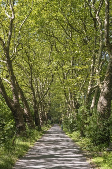 Eine Platanenallee im Hochsommer bei Konstanz, Bodensee, Landkreis Konstanz, Baden-Württemberg, Deutschland