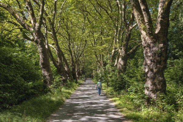 Eine Platanenallee im Hochsommer bei Konstanz, Bodensee, Landkreis Konstanz, Baden-Württemberg, Deutschland