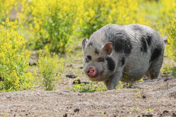 A Kunekune pig (sus scrofa domesticus), a domestic breed from New Zealand walks walks through a yellow flowering meadow. Captive, Austria