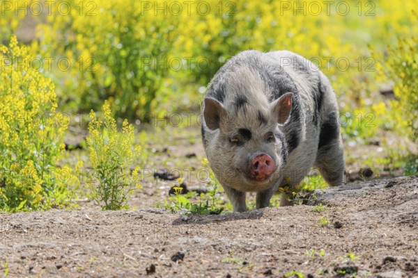 A Kunekune pig (sus scrofa domesticus), a domestic breed from New Zealand walks walks through a yellow flowering meadow. Captive, Austria