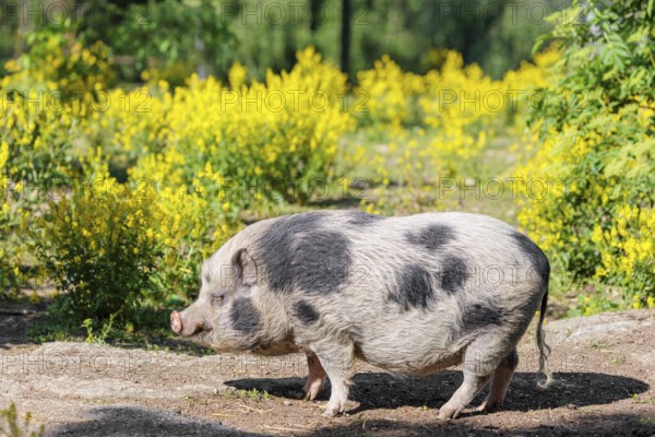A Kunekune pig (sus scrofa domesticus), a domestic breed from New Zealand stands a yellow flowering meadow. Captive, Austria