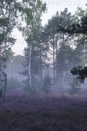 Heath landscape with morning fog, August, Germany