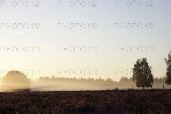 Heath landscape with morning fog, August, Germany