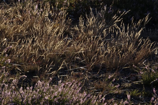 Heath landscape with spider webs, August, Germany