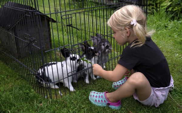 Girl, 4 years, blonde, feeds three rabbits with dandelion, rabbit hutch, animal love, Seeg, Ostallgäu, Allgäu, Swabia, Bavaria, Germany