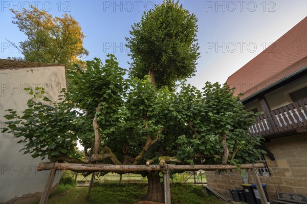 Old dancing lime tree (Tilia), Steinbach, Upper Franconia, Bavaria, Germany