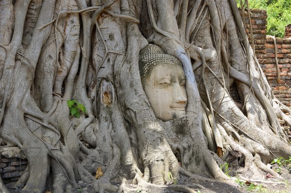 Tree roots growing around a sandstone buddha head in wat mahathat, ayutthaya historical park, thailand