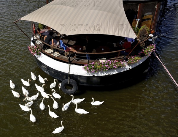 White swans swimming on vltava river near a floating restaurant with tourists enjoying lunch in prague, czech republic