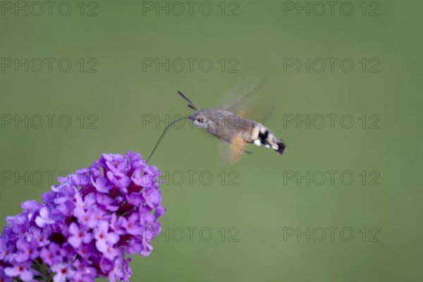 Pigeon tail (Macroglossum stellatarum), in flight, flower, proboscis, Germany, In flight, the pigeon tail takes nectar from the summer lilac