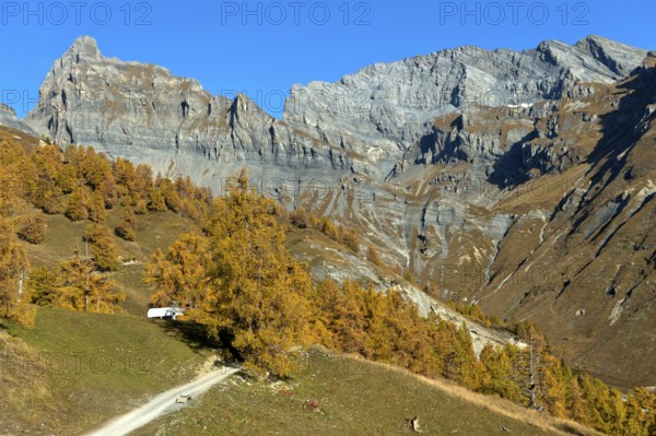 Golden autumn in the Ovronnaz hiking area, the Petit Muveran and Grand Muveran peaks behind, Ovronnaz, municipality of Leytron, Valais, Switzerland
