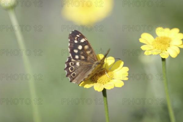 Pararge aegeria, Cota tinctoria, nectar, Germany, With spread wings the moth sits on a yellow flower