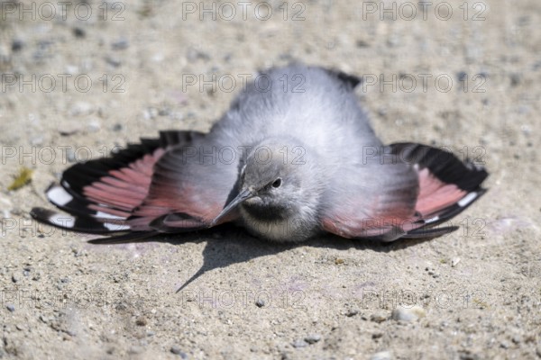 Wallcreeper (Tichodroma muraria), bathing in the sand, Alpine Zoo, Innsbruck, Tyrol, Austria