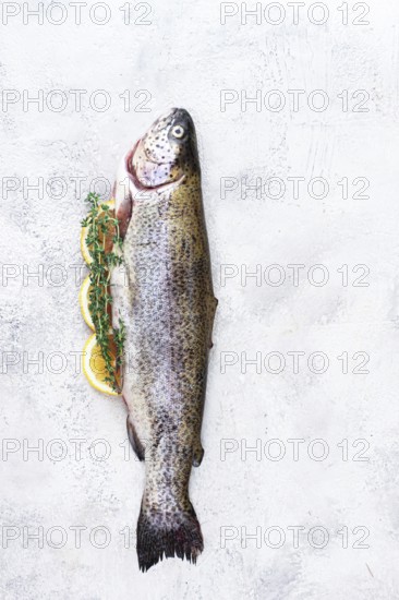 Freshly caught rainbow trout with herbs and citrus arranged on a light textured surface