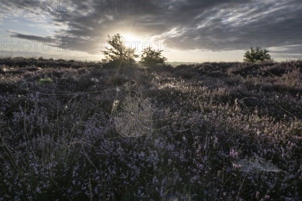 Spider's web in heathland at sunrise, Emsland, Lower Saxony, Germany