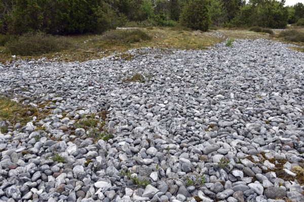 Rügen flint fields, flints, Mecklenburg-Western Pomerania, Germany