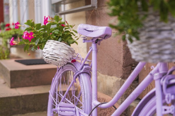 Purple bicycle with white baskets full of flowers, stylishly decorated in front of a front step, small town pearl Calw, Black Forest, Germany