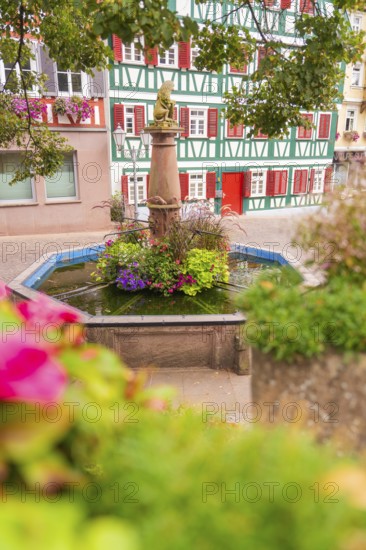 Decorative fountain with plants and view of half-timbered building, small town of Perle Calw, Black Forest, Germany
