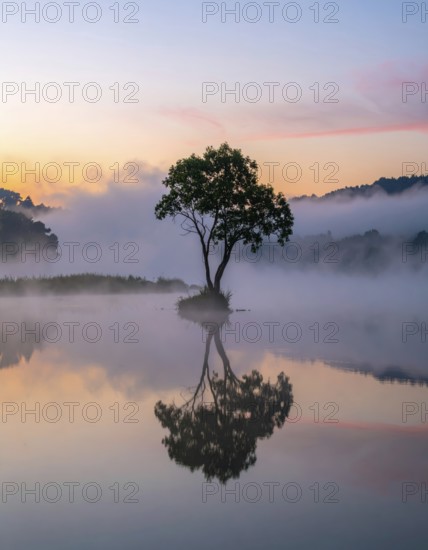 Lone single tree reflected in the still waters of a foggy lake at sunrise, AI generated