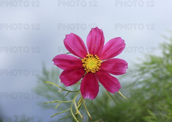 Ornamental basket 'Sensation Mix' (Cosmos bipinnatus), fifteen weeks after sowing, North Rhine-Westphalia, Germany