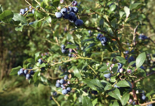 Collect and pick blueberries, bilberries (Vaccinium myrtillus)
