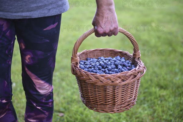 Blueberries, bilberries, (Vaccinium myrtillus) in a basket