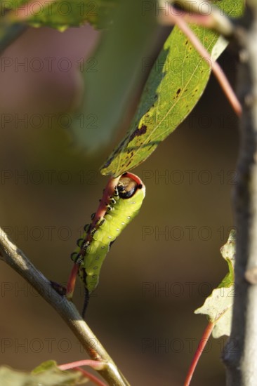 Fork-tailed Caterpillar, August, Saxony, Germany