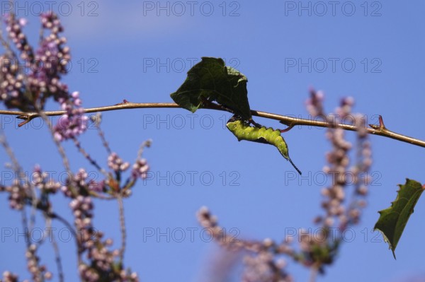 Fork-tailed Caterpillar, August, Saxony, Germany
