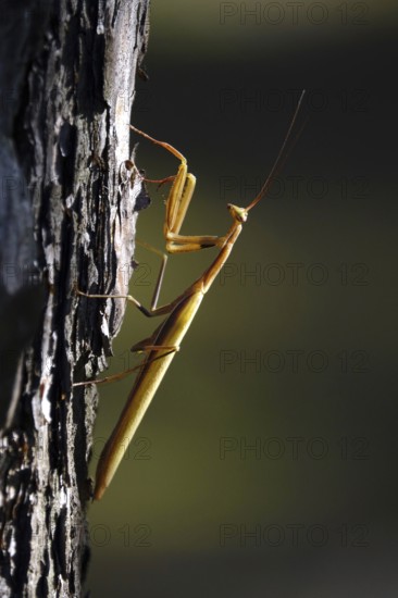Praying mantis, August, Saxony, Germany