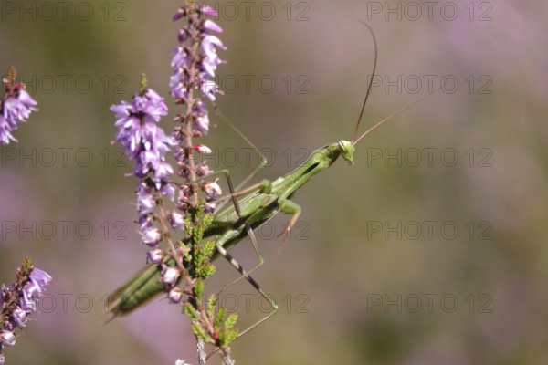 Praying mantis, August, Saxony, Germany